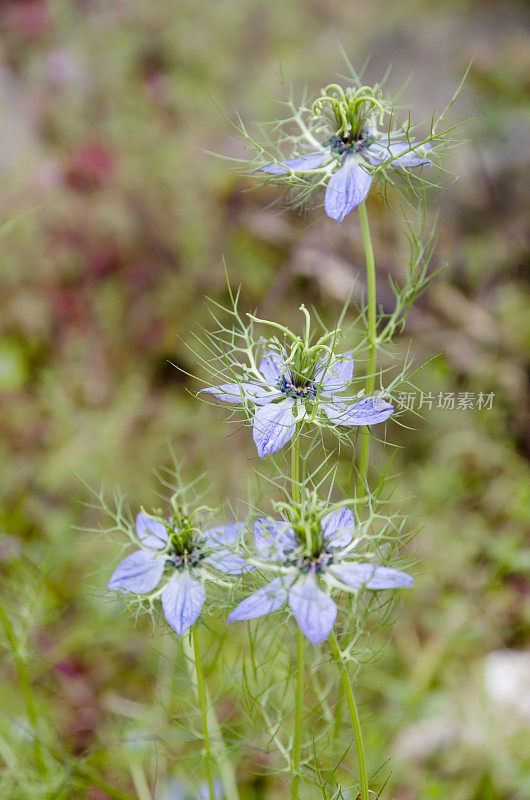 黑种草(Nigella damascena)